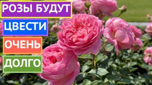 ВТОРАЯ ВОЛНА ЦВЕТЕНИЯ РОЗ! ВАЖНЫЕ МОМЕНТЫ!