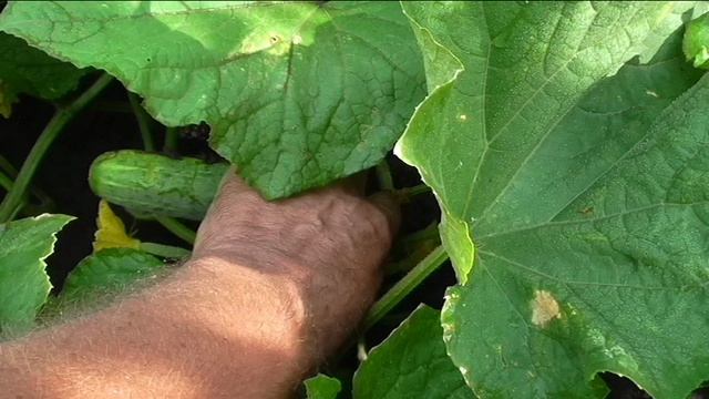 Первые огурцы