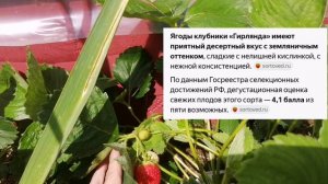 Клубника Гирлянда! Есть и свои минусы!