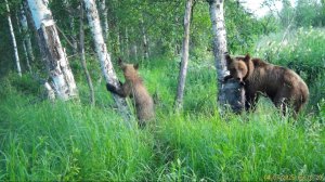 Внук учится ездить на вездеходе. Нашествие медведей.