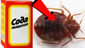 Как избавиться от клопов За 3 Секунды!..!..!