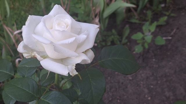 Теплый вечер в Парке Горького и на набережной смотреть онлайн