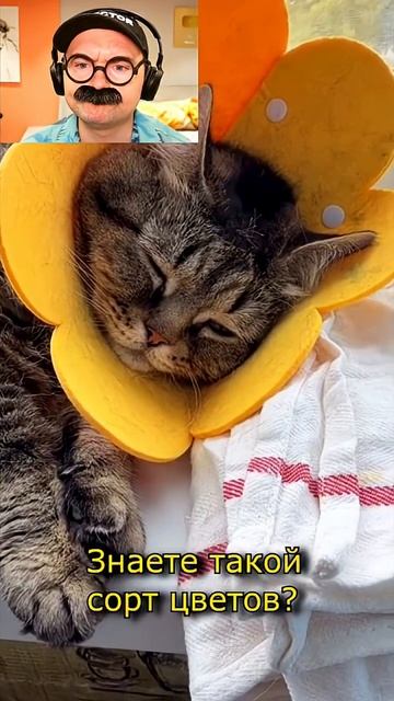 Котсолнух смотреть онлайн