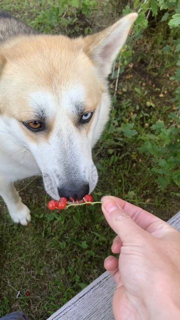 Ли́са ягодки кушает
#хаски #щенок #собака #домашниеживотные #БрюликиЛиска #dog смотреть онлайн