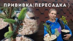 🌲Прививка Хвойных|Часть 3|Подводим итоги, пересаживаем
