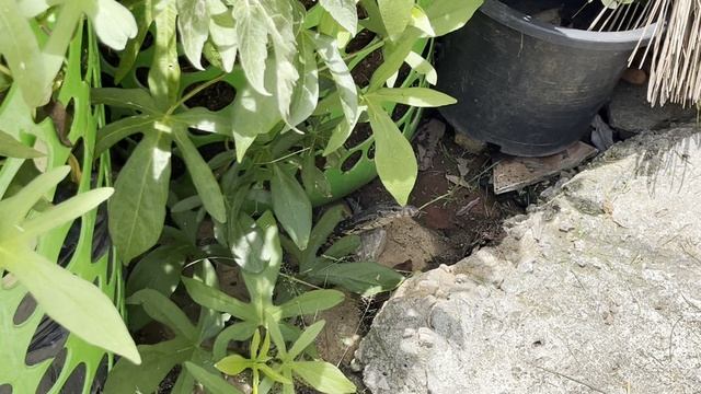 Таиланд. варанчик в городе