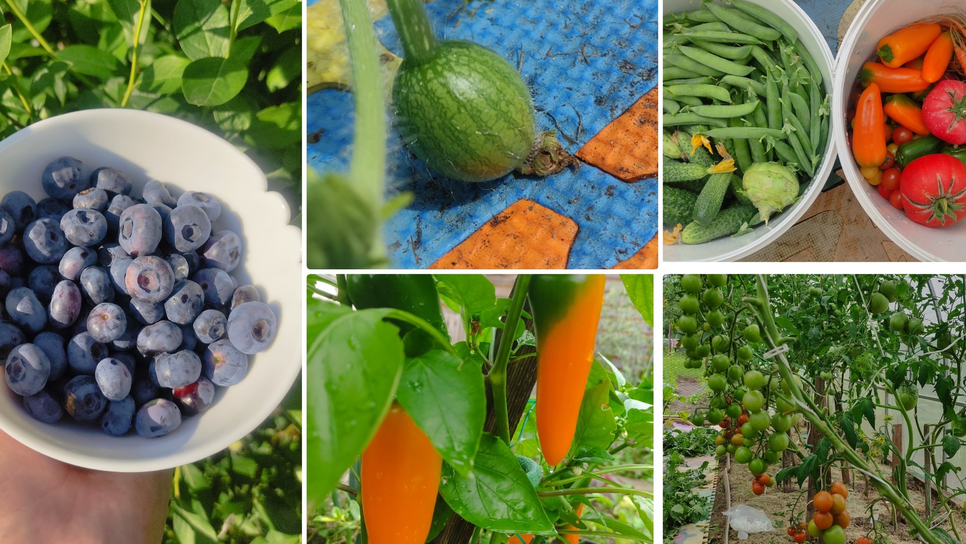 Огородные будни 9 июля 2025.Собираем урожай. Поспела голубика.Завязываются первые арбузы.Перец Кеша. смотреть онлайн