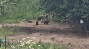 Кабаны вольерные