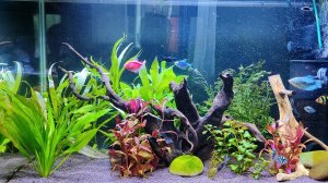 Перестройка в аквариуме на 140 литров