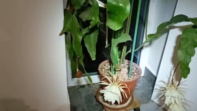 эпифилум Принцесса ночи