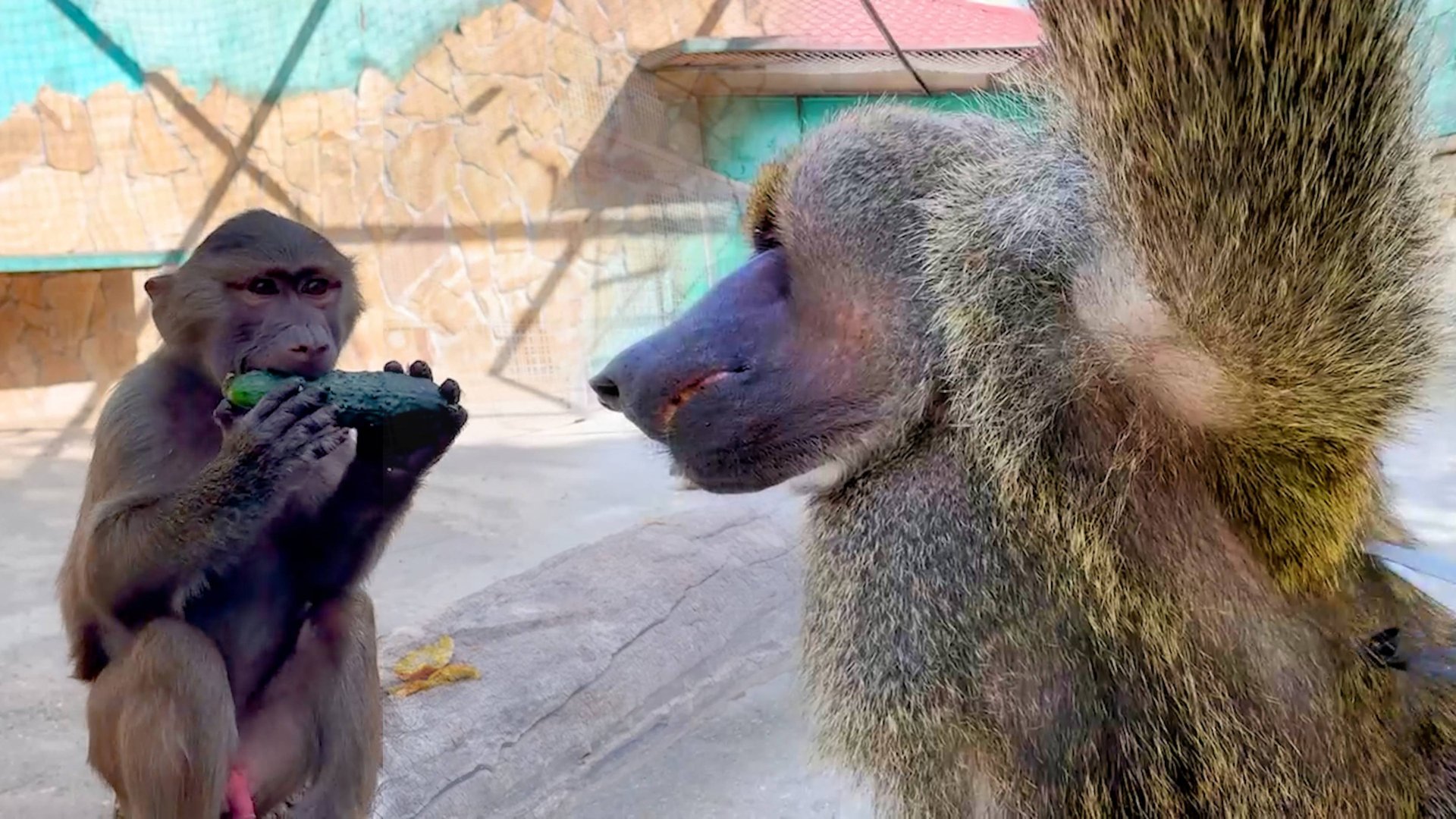 Жадная Настя забрала огурец у Степки. Рокки аж оторопел и подставил бок под палку-подавалку! смотреть онлайн
