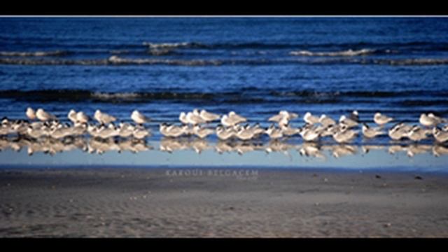 الشاعر المختار المختاري في قليبية 2023