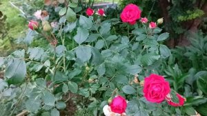 Уход за плетистой розой - подкормки, черенкование и отличия от кустовых роз