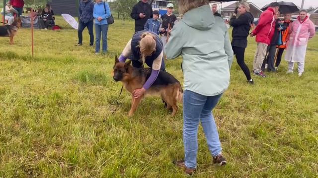ПОДРОСТКИ СУКИ / КЧК КУРСК 28 июня`25 Е.Никитина Моно немецких овчарок