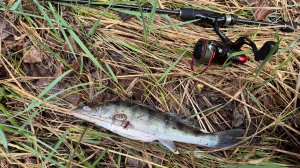 Рыбалка на спиннинг. Блесна Lucky John bonnie blade. Рыбалка на блесну. Блесна. Рыбалка с берега.