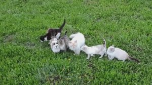 Кошки. Сергей Чекалин. Cats. Sergey Chekalin.