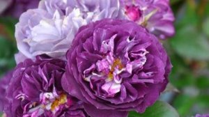 Rinaldo- роза - символ японской гордости.