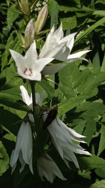 На лесной полянке чудо — на цветочках бантики, это бабочки расселись как цветные фантики.