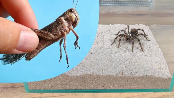 Огромная африканская Саранча против Тарантула! Кто кого испугается?