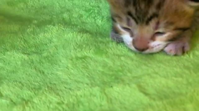 Щенок старше на две недели, но размером с котенка.