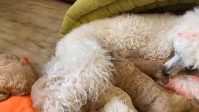 Котята Шекель и щенки Терри подарят хорошее настроение на весь день.