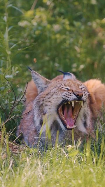 Евразийская рысь представляет собой дикую кошку среднего размера смотреть онлайн