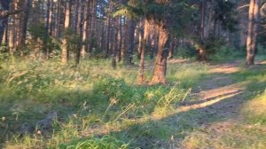 уральский лес какая тут крассота