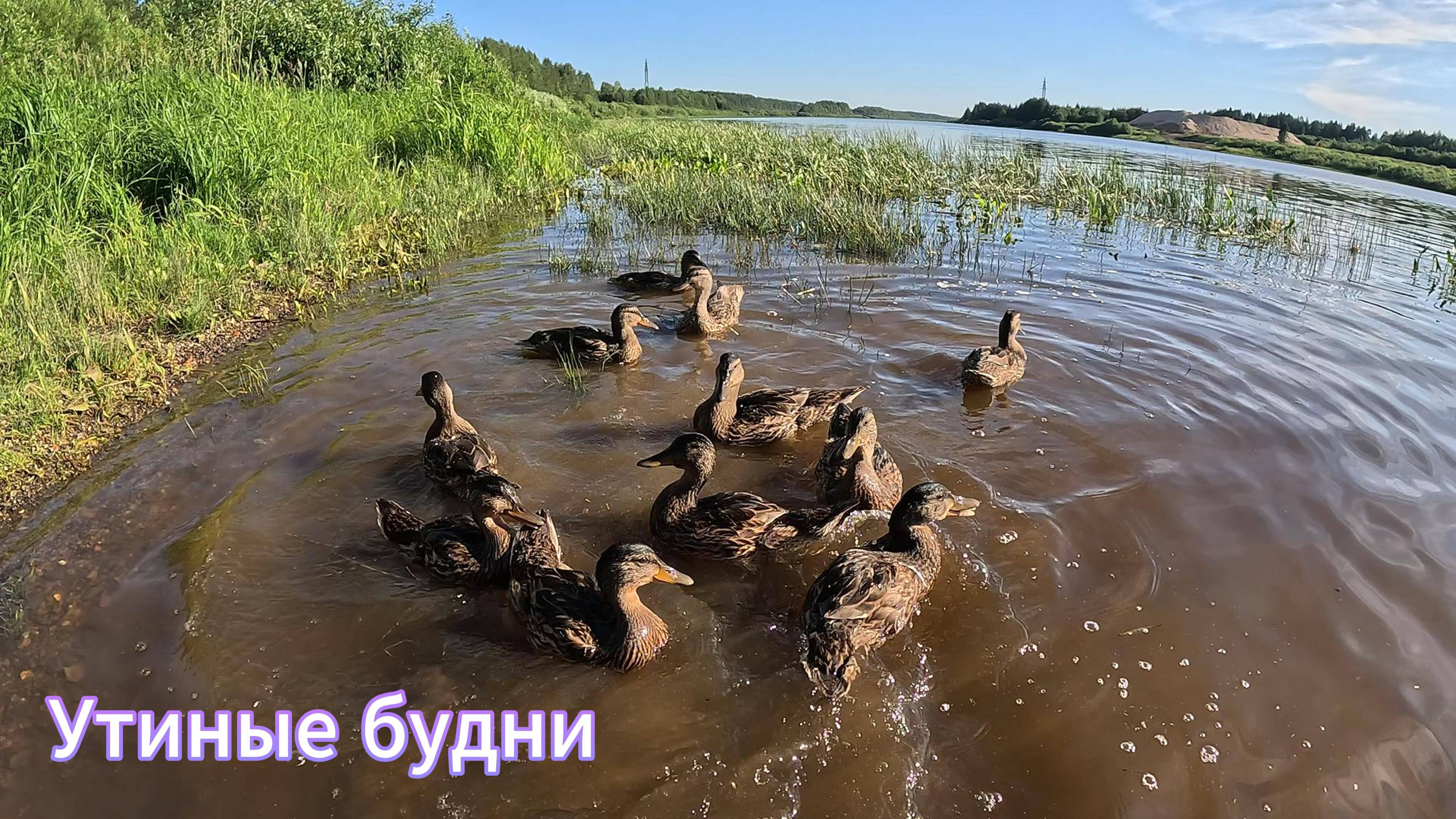 Всем доброго времени суток *Утиные будни* смотреть онлайн