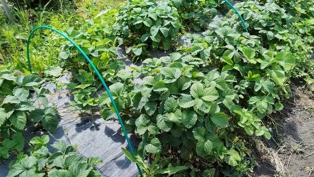 Обзор участка в июле. Сравнение с прошлым годом. смотреть онлайн