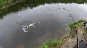 ЗА ГОРБУШЕЙ НА ПЛАТНЫЙ УЧАСТОК 2025