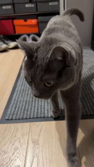 Котик не хочет, что бы я уходил на работу(( #МикиКот смотреть онлайн