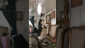 NEW! BRAIN TIME.  Overdramatic Animals That Will Make You Smile