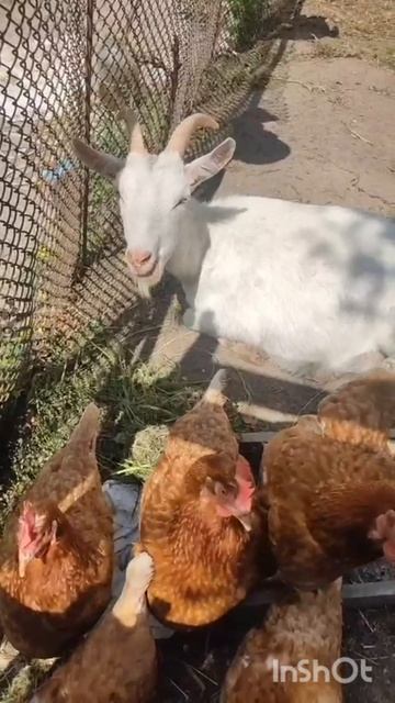 СЕЛЬСКАЯ ЖИЗНЬ/ЖИЗНЬ В ДЕРЕВНЕ! смотреть онлайн