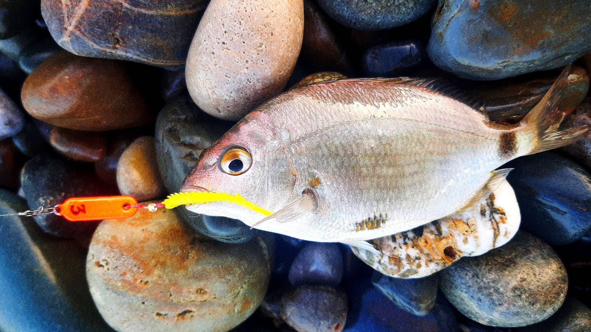 Черное море. Утренняя рыбалка в Сочи. Рокфишинг. смотреть онлайн