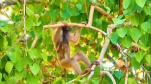 Обычно baby monkey своё похищение ... 1000021637.mp4