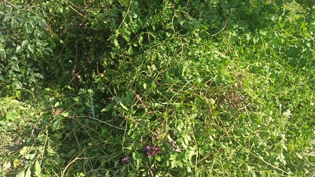 Обрезала горца Бальджуанского, японскую айву. смотреть онлайн