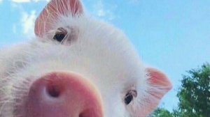 Хрюканье свиньи. Звук.