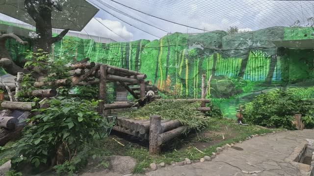 Зоопарк | зоопарк 2025 | куда сходить в Москве смотреть онлайн