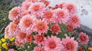 №110 Корейская хризантема КНИПСКИС