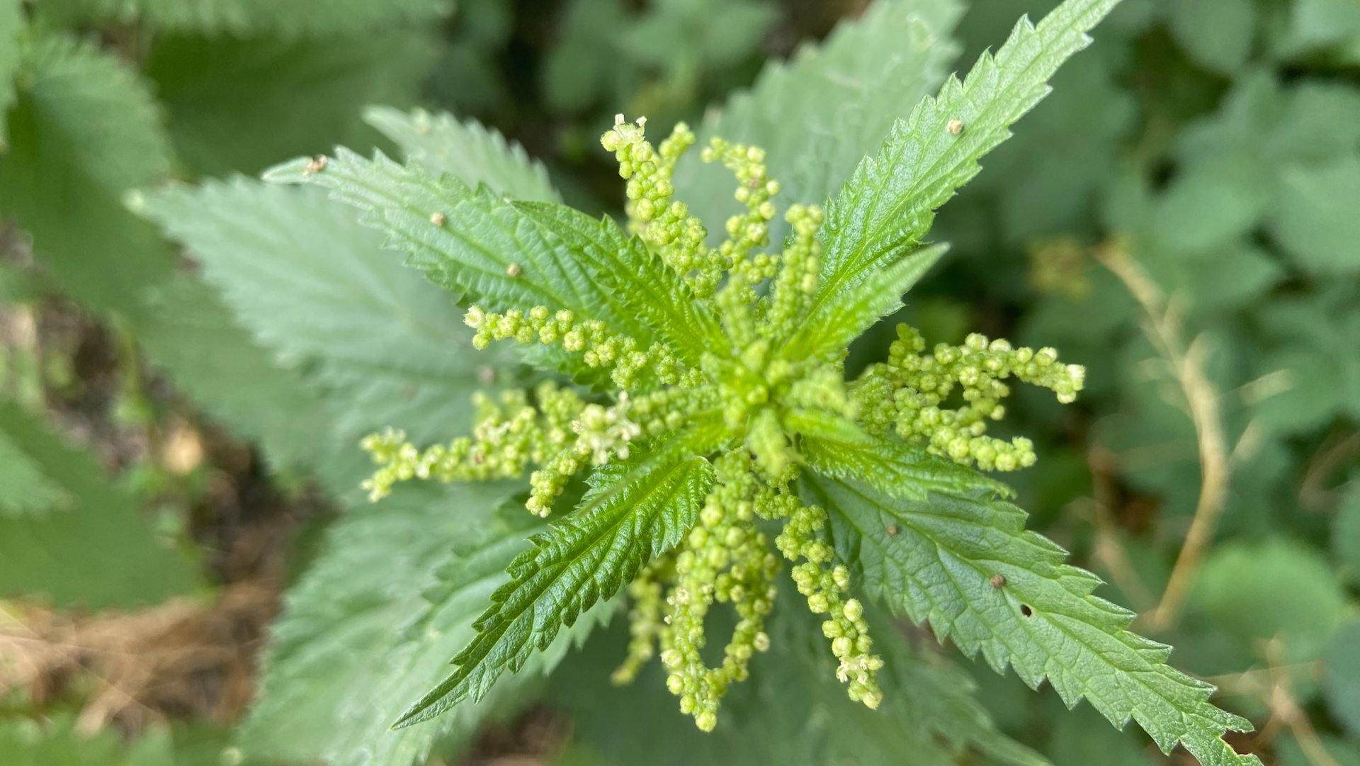 Крапива лечебные свойства, сбор и применение #сезонконтентаRUTUBE #крапива #сбортрав #садиогород