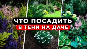 Что посадить в тени на даче? 🌿 ТОП-10 лучших растений для тенистого сада