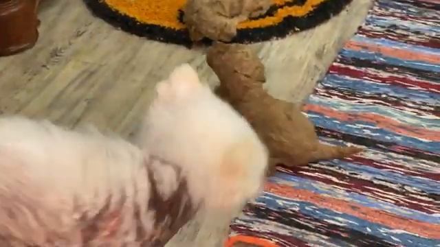 Щенки уже начинают бегать по комнате, а котята все еще в доме.