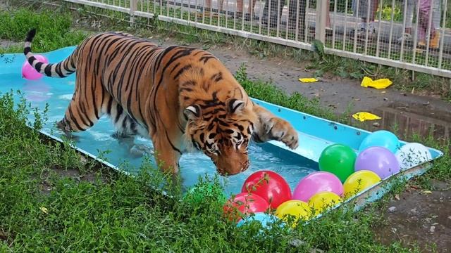 Тигр Шерхан играет в Барнаульском зоопарке смотреть онлайн