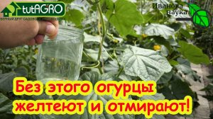Огурцы без этого не завязываются, желтеют и отмирают! Даю это только пару раз за сезон!