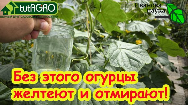 Огурцы без этого не завязываются, желтеют и отмирают! Даю это только пару раз за сезон!