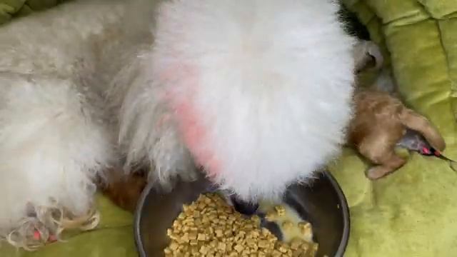 Все хотят попробовать еду Терри.