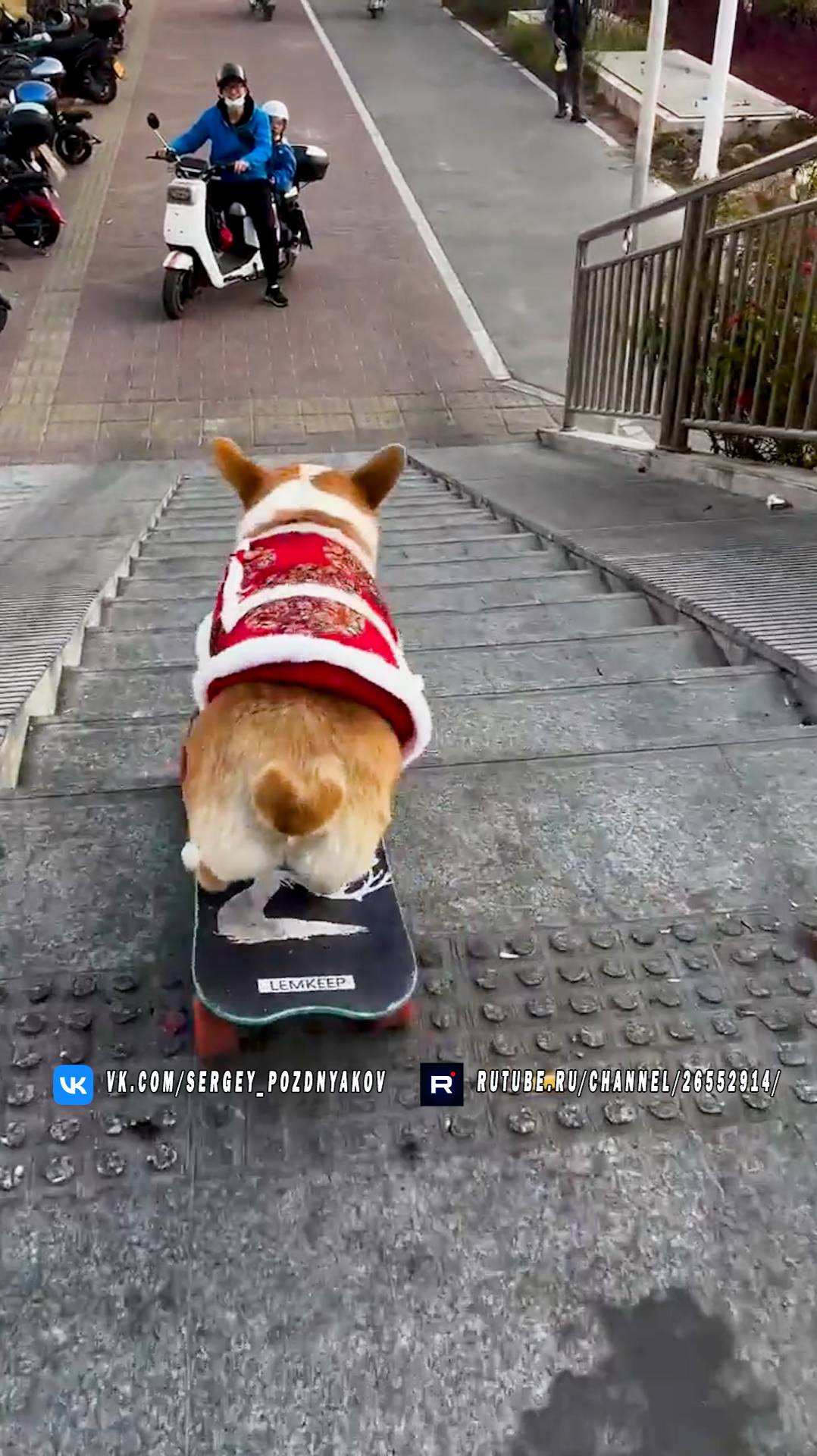 Собака на скейте смотреть онлайн