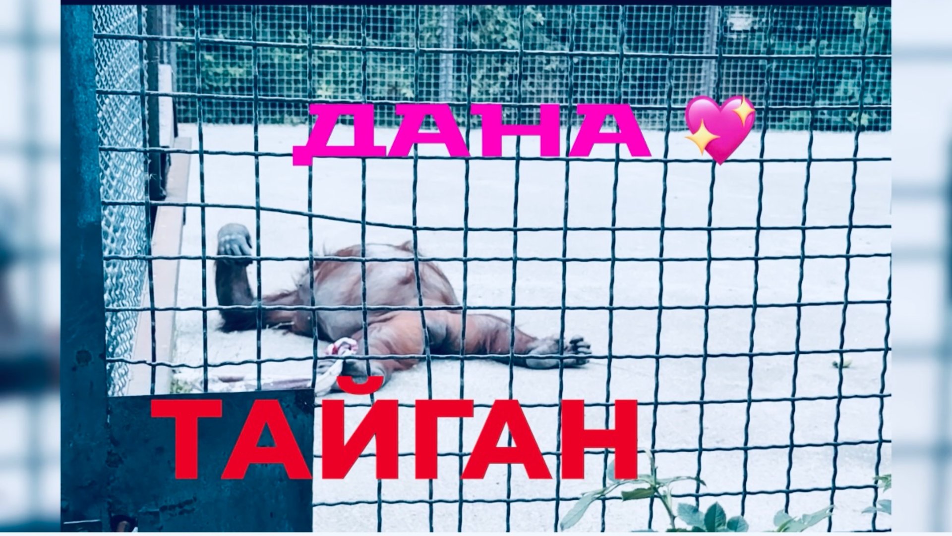 ДАНА-ЗВЕЗДА ТАЙГАНА! Чувствует себя прекрасно 🙏 Парк Львов Тайган смотреть онлайн