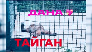 ДАНА-ЗВЕЗДА ТАЙГАНА! Чувствует себя прекрасно 🙏 Парк Львов Тайган