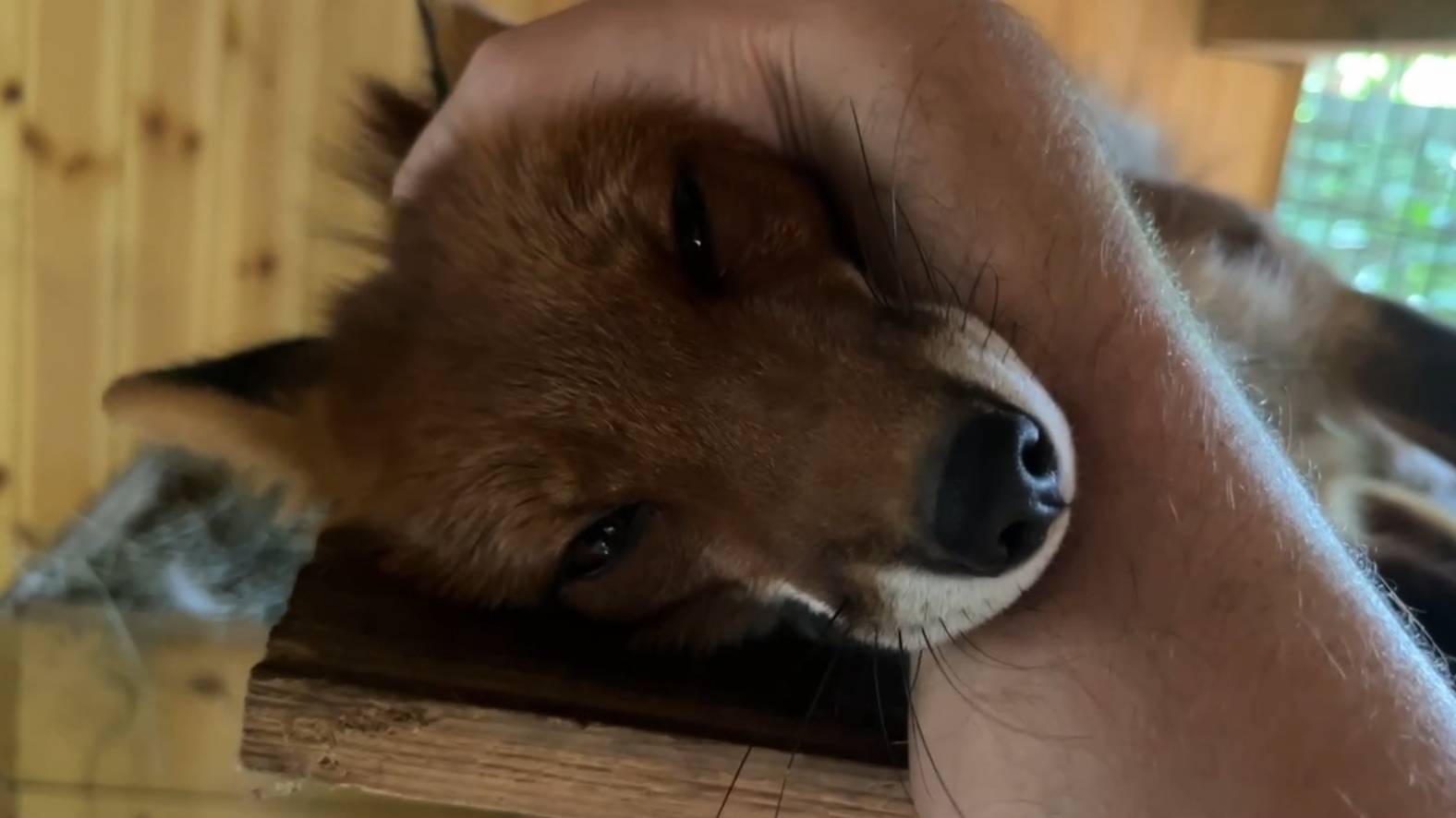 Лиса-Алиса. Лису Игнису лень кусаться смотреть онлайн